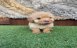 Goldendoodle dogs for sale: 4 beautiful golden doodle puppies ready to go!!!! - Image 10