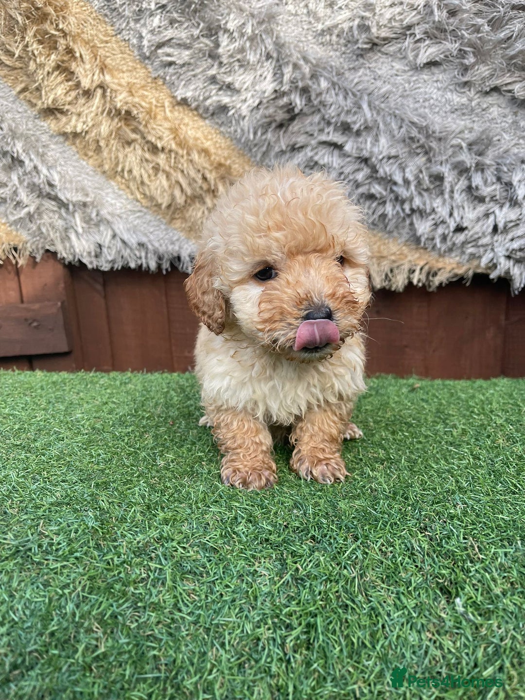 Goldendoodle dogs for sale: 4 beautiful golden doodle puppies ready to go!!!! - Image 10