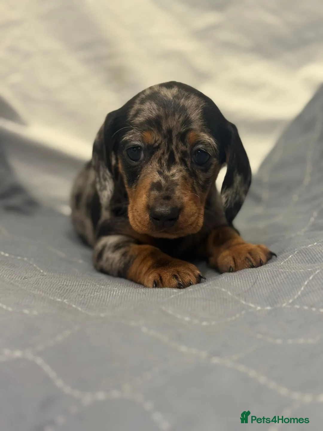 Dachshund dogs for sale: Miniature dashhound  - Advert 11