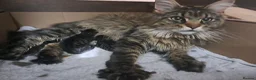 Maine Coon cats for sale: Maine Coon Kittens for Sale - Advert 17
