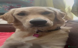 Golden Retriever dogs for sale: Gorgeous Goldie - Image 2