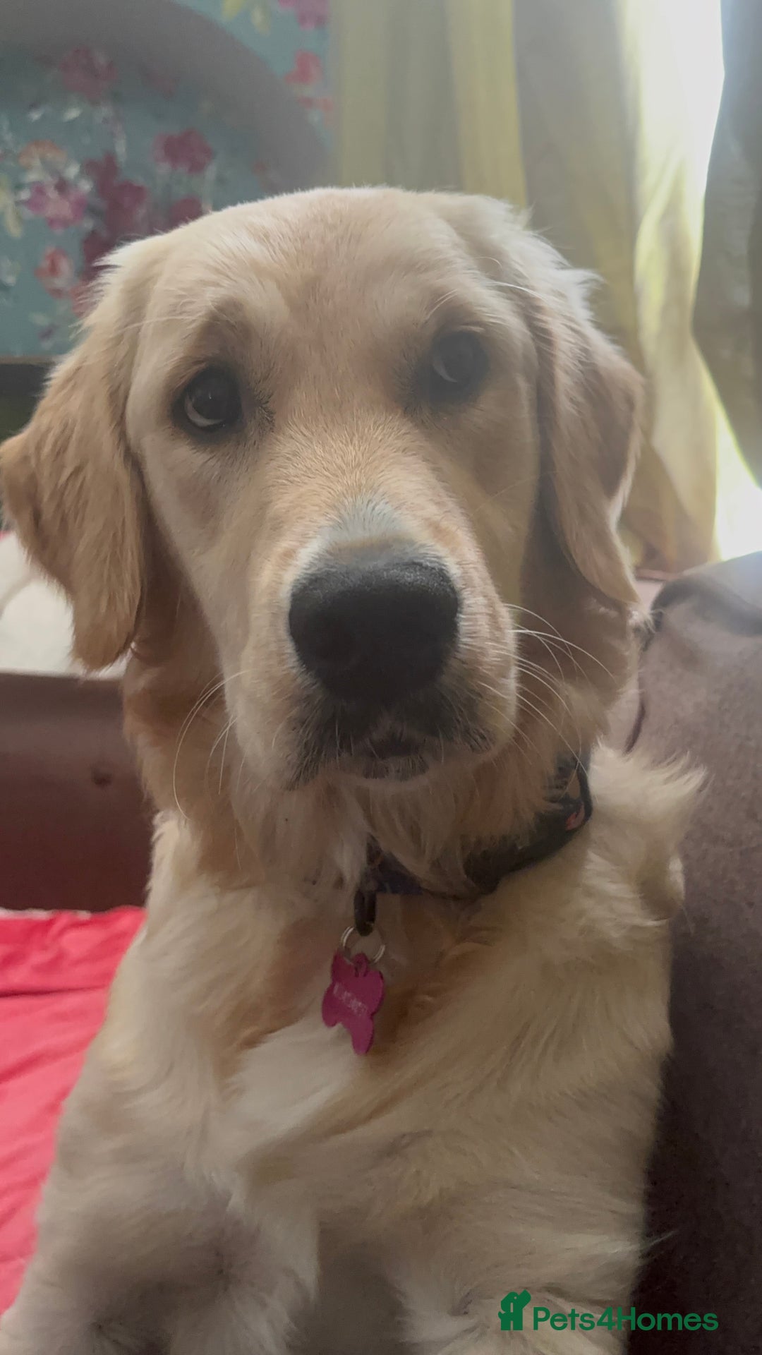 Golden Retriever dogs for sale: Gorgeous Goldie - Image 2