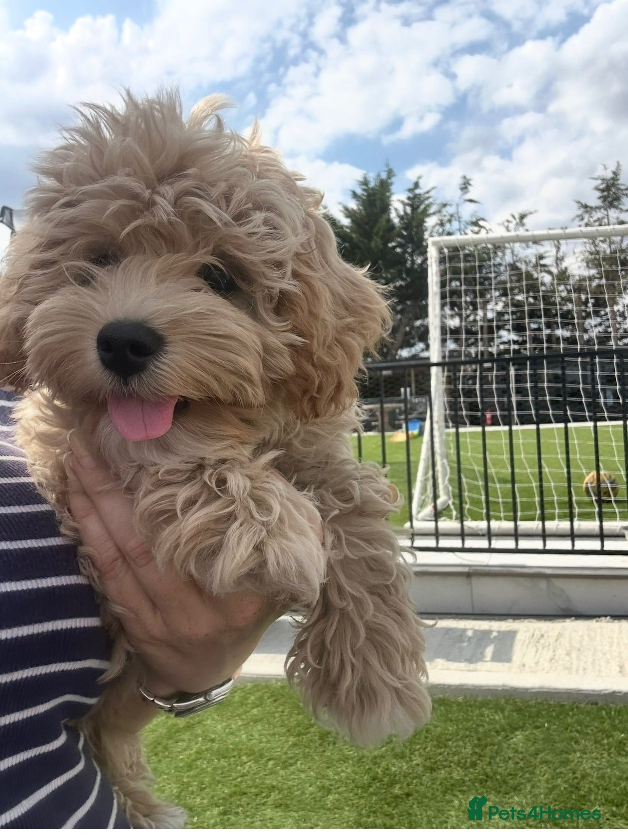 Maltipoo dogs ✨👑MALTIPOO PUPPIES 👑✨PARENTS KC✨HEALTH TESTED ✨ - Advert 17