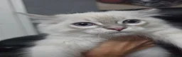 Persian cats for sale: Persain chinchilla blue eyes colourpoint kittens   - Advert 6