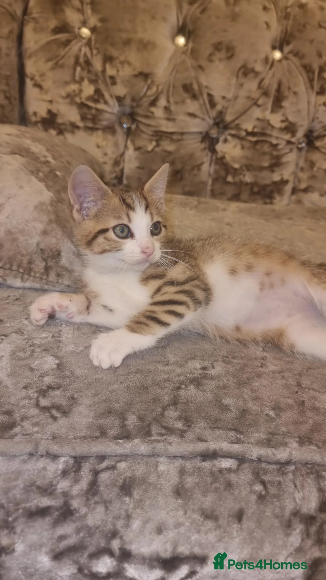 Mixed Breed cats for sale: Bengali kitten - Advert 4