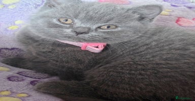 British Shorthair cats - Advert 3