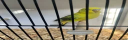 Budgerigars birds for sale: Stunning mutations  - Advert 25
