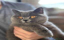 British Shorthair cats for sale: Male Blue British Short Hair - Image 1