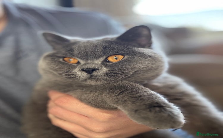British Shorthair cats - Advert 2
