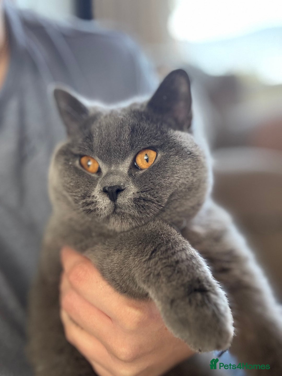 British Shorthair cats for sale: Male Blue British Short Hair - Image 1