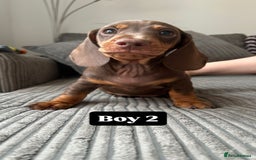 Miniature Dachshund dogs for sale: KC Registered Miniature Dachshund Puppies - Image 3
