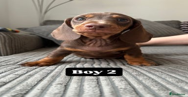 Miniature Dachshund dogs - Advert 6