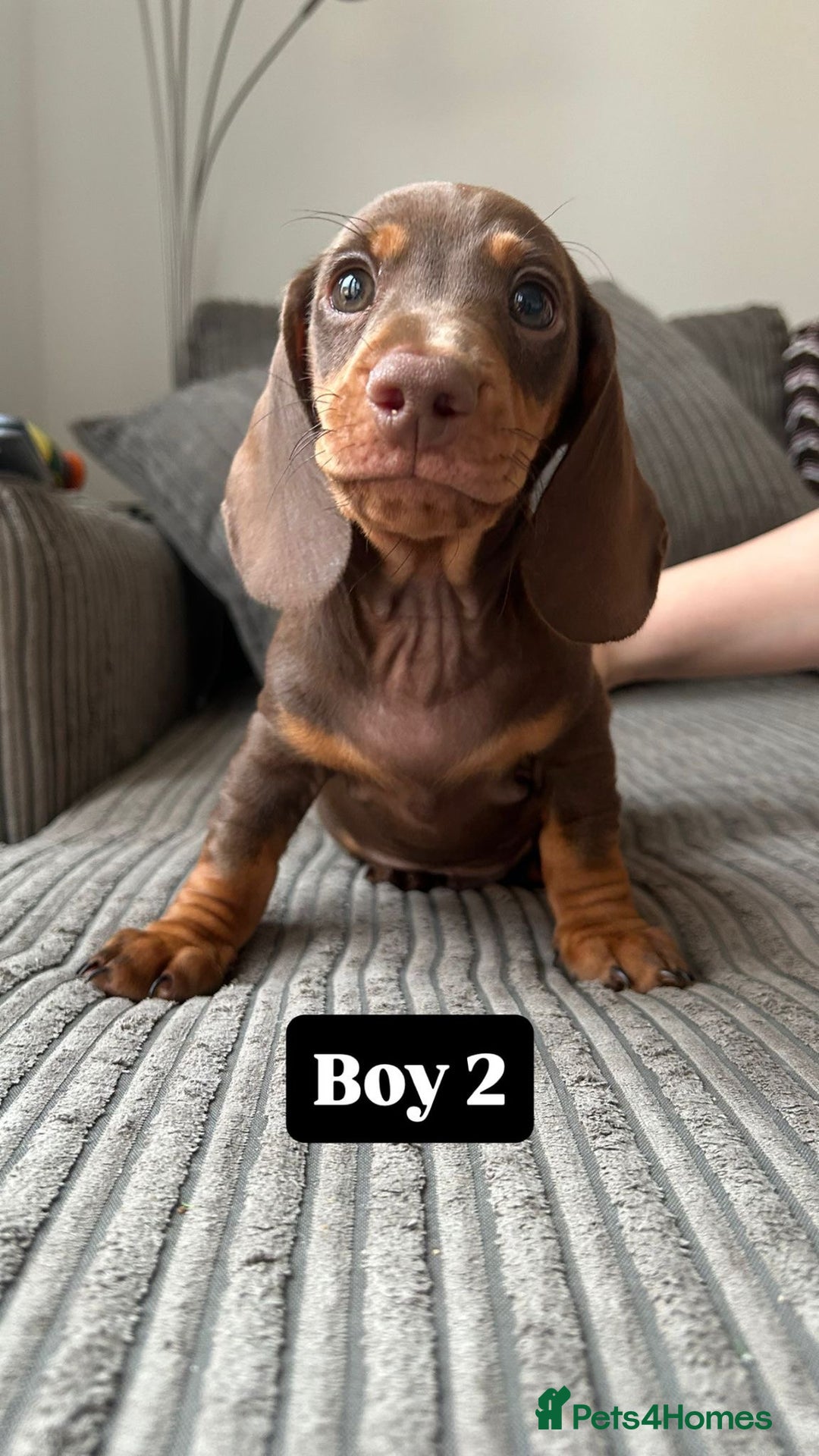 Miniature Dachshund dogs for sale: KC Registered Miniature Dachshund Puppies - Image 3