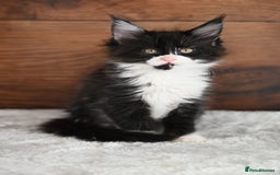Maine Coon cats for sale: ✨Meet Cherry & Plum✨- TICA Reg - High Smoke-white - Image 10