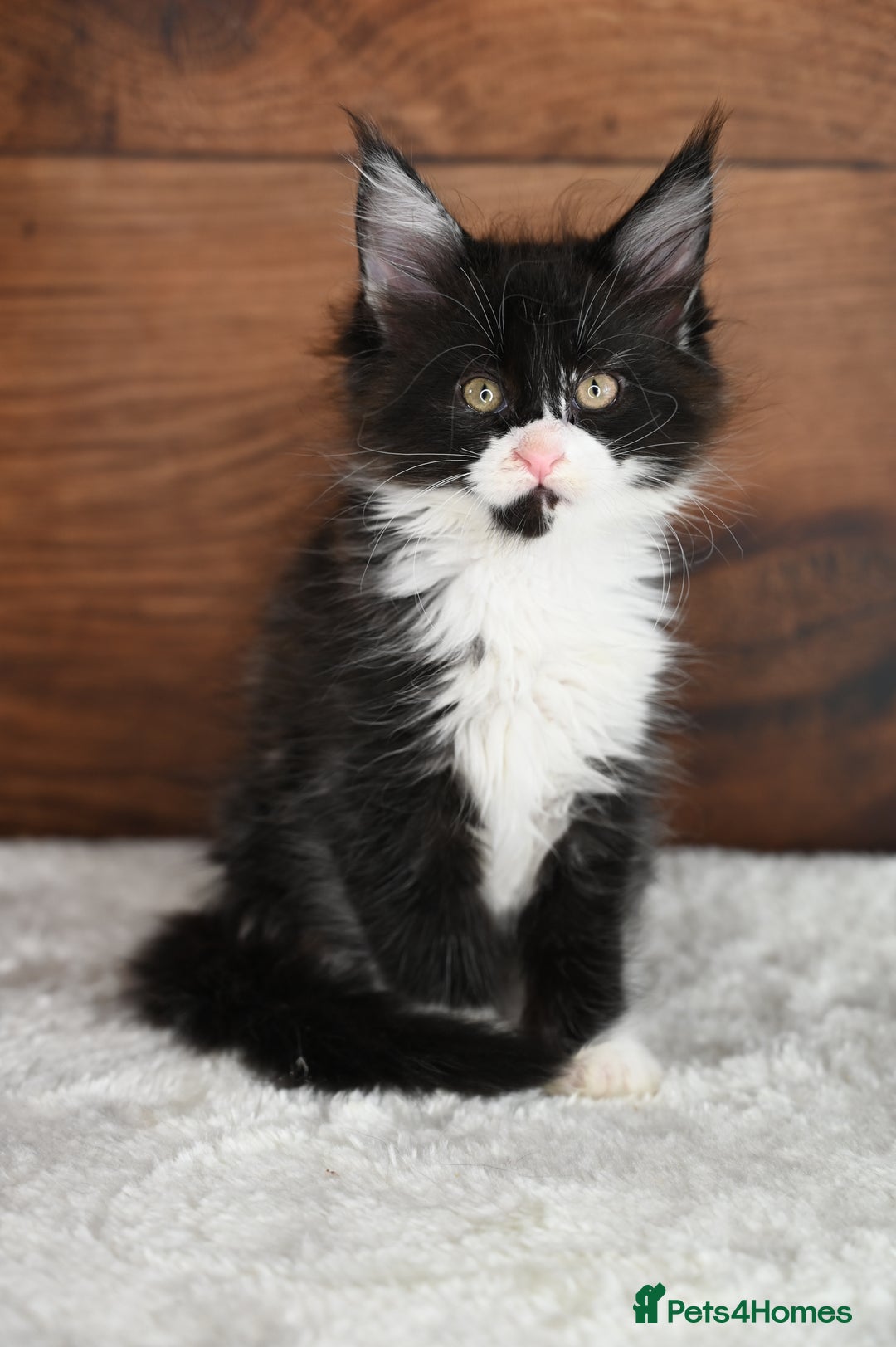 Maine Coon cats for sale: ✨Meet Cherry & Plum✨- TICA Reg - High Smoke-white - Image 10