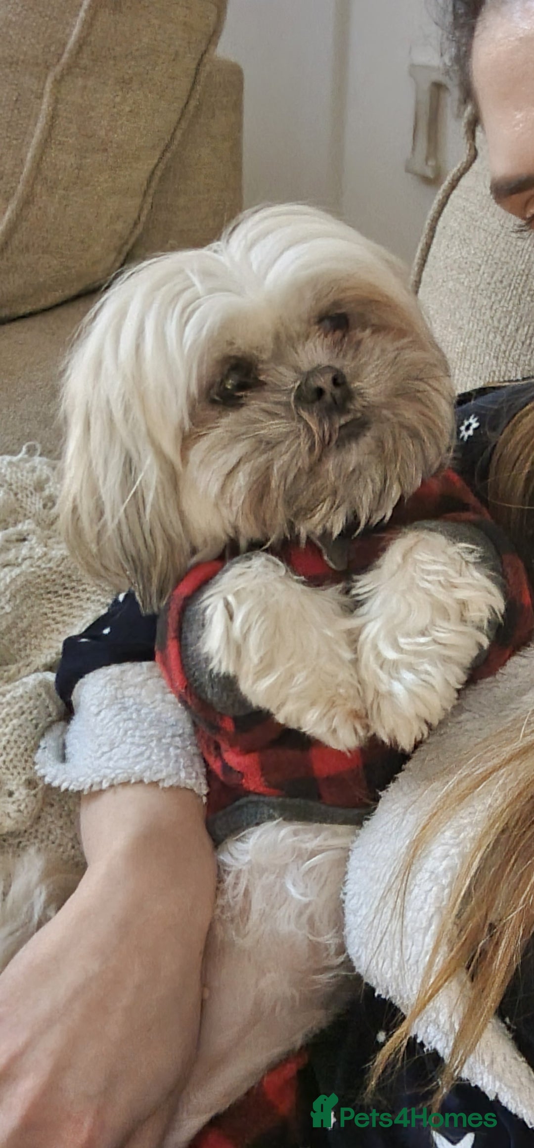 Malshi dogs for sale: ❤️ Loving Home Wanted for Our Beautiful Penny ❤️ - Image 1