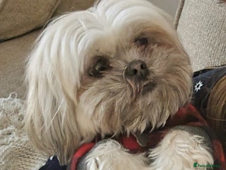 Malshi dogs for sale - Advert 1