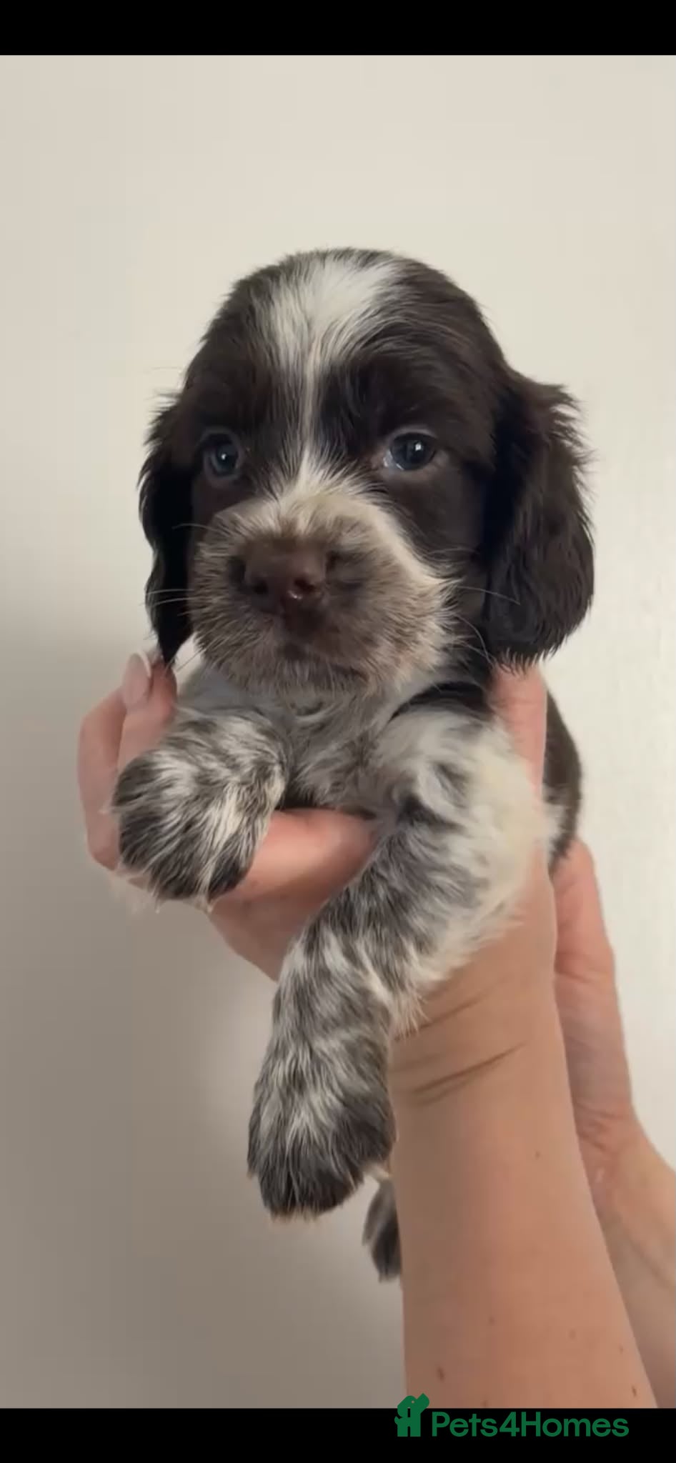 Cocker Spaniel dogs Cocker Spaniel Puppies - Ready soon 🐾 - Advert 9