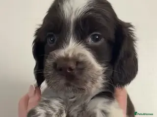 Cocker Spaniel dogs Cocker Spaniel Puppies - Ready soon 🐾 - Advert 9
