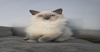 Ragdoll cats - Advert 12
