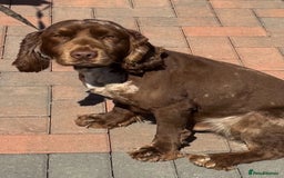 Cocker Spaniel dogs for stud: Merle cocker spaniel for stud in Seaham - Image 2