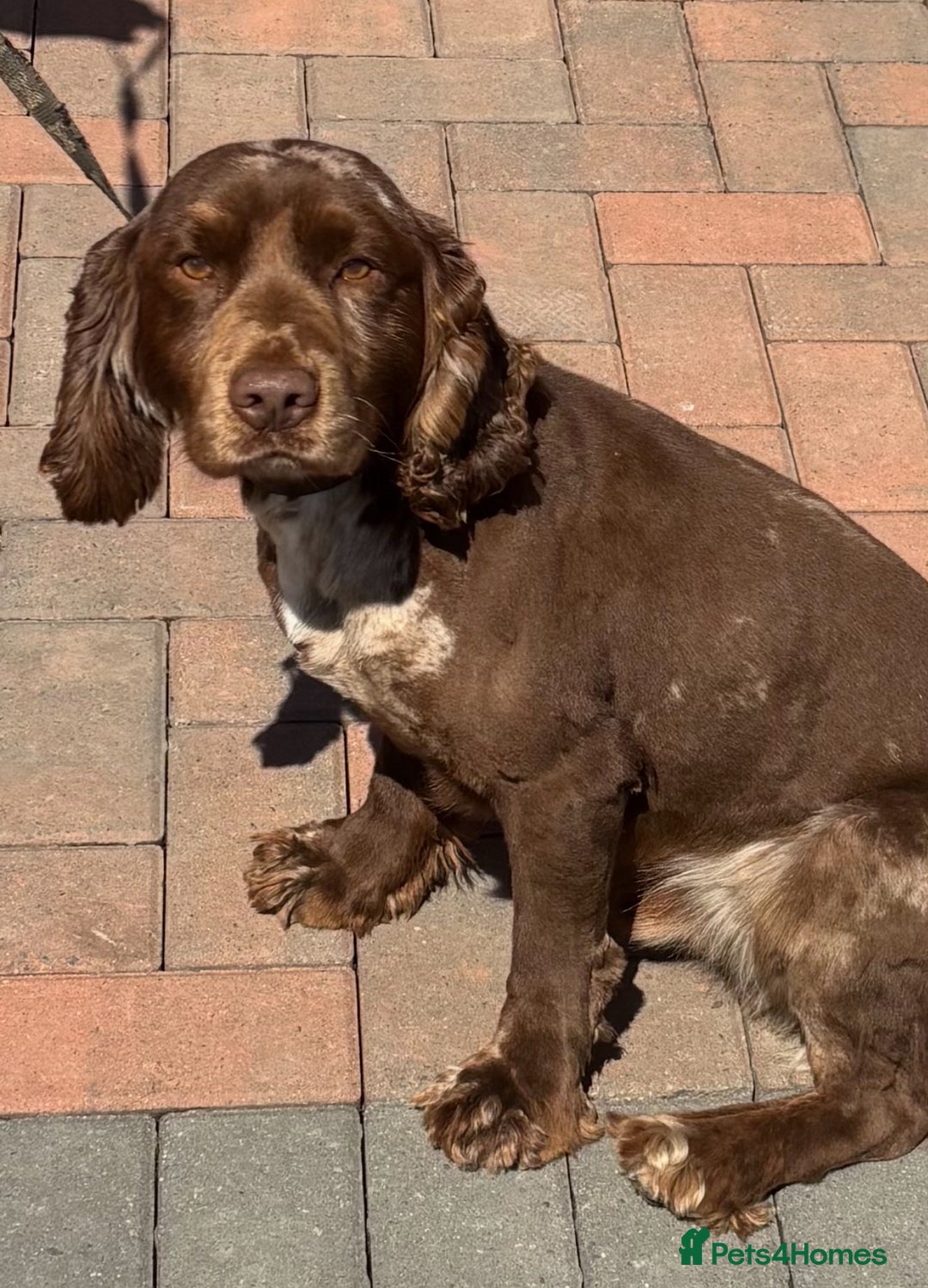 Cocker Spaniel dogs for stud: Merle cocker spaniel for stud in Seaham - Image 2