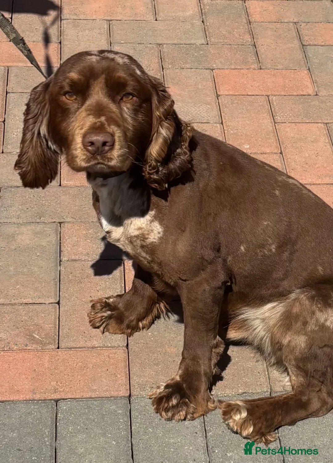 Cocker Spaniel dogs for stud: Merle cocker spaniel for stud - Advert 2