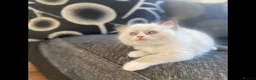 Ragdoll cats for sale: 100% Fully Traceable ragdoll kitten for sale - Advert 2