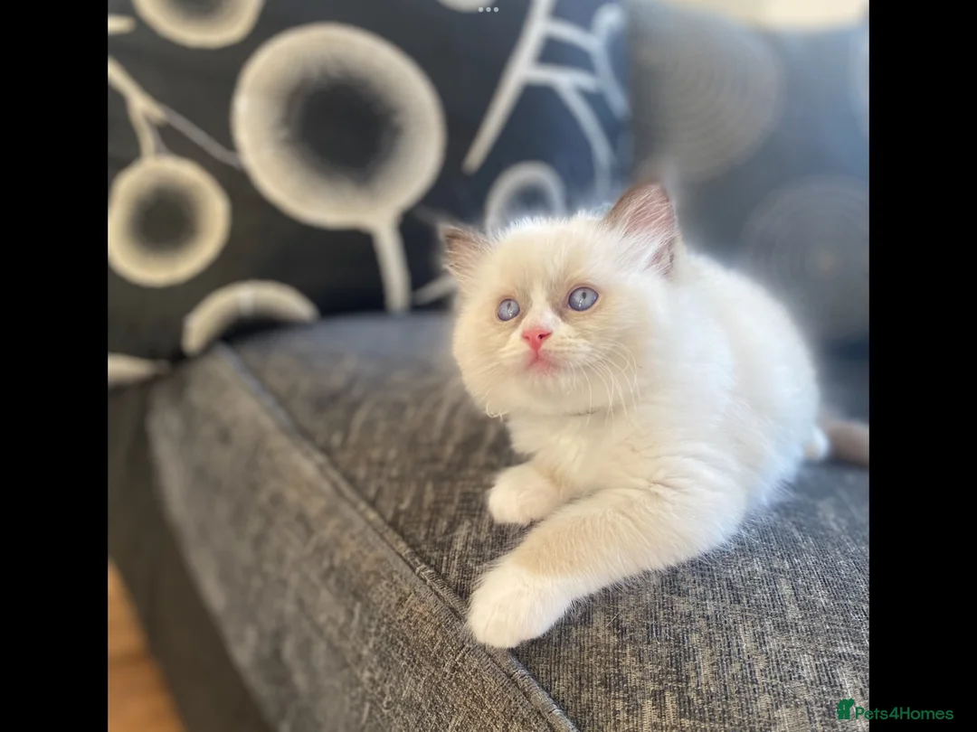 Ragdoll cats for sale: 100% Fully Traceable ragdoll kitten for sale - Advert 2