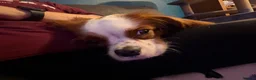 Cavalier King Charles Spaniel dogs for sale: 18 Month Old Cavalier Boy - Advert 5