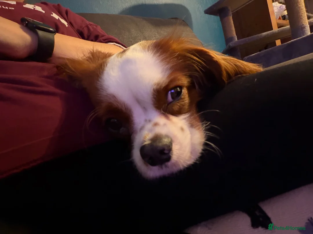 Cavalier King Charles Spaniel dogs for sale: 18 Month Old Cavalier Boy - Advert 5