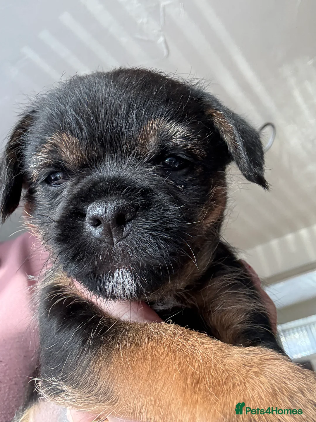Border Terrier dogs for sale: Border Terriers 4 girls 3 boys  - Advert 12