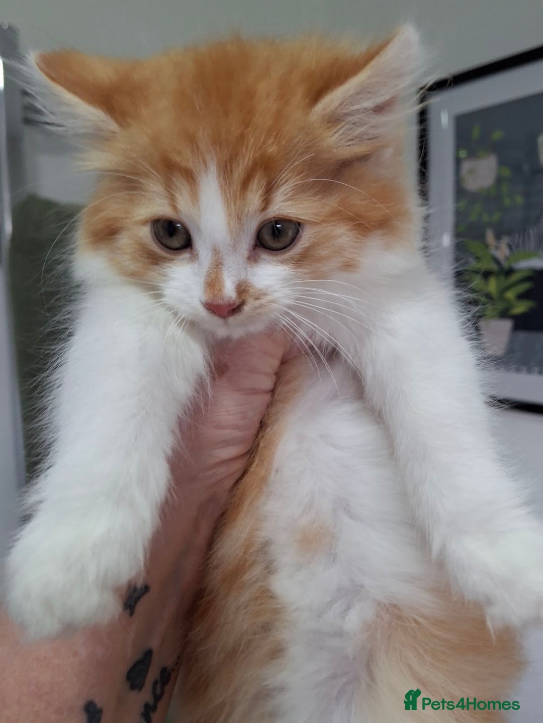 Maine Coon cats for sale: Beautiful Part Maine Coon/Ragdoll Long Haired Male - Advert 5