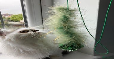 Persian cats - Advert 4