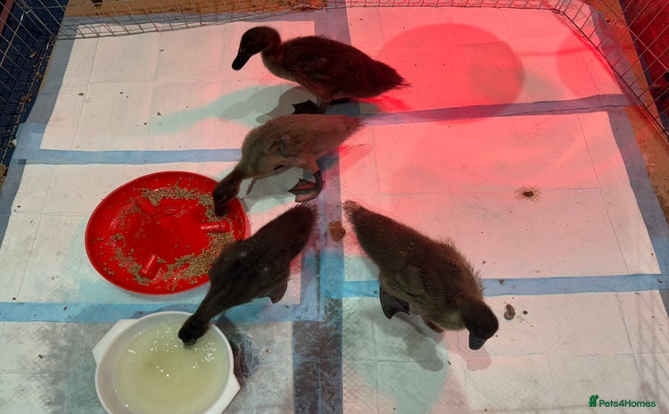 Ducks poultry - Advert 1
