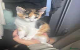 Mixed Breed cats for sale: 10 weeks old kittens ready to leave  - Image 13