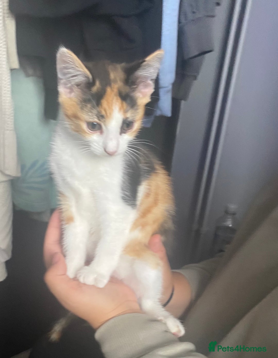 Mixed Breed cats for sale: 10 weeks old kittens ready to leave  - Image 13