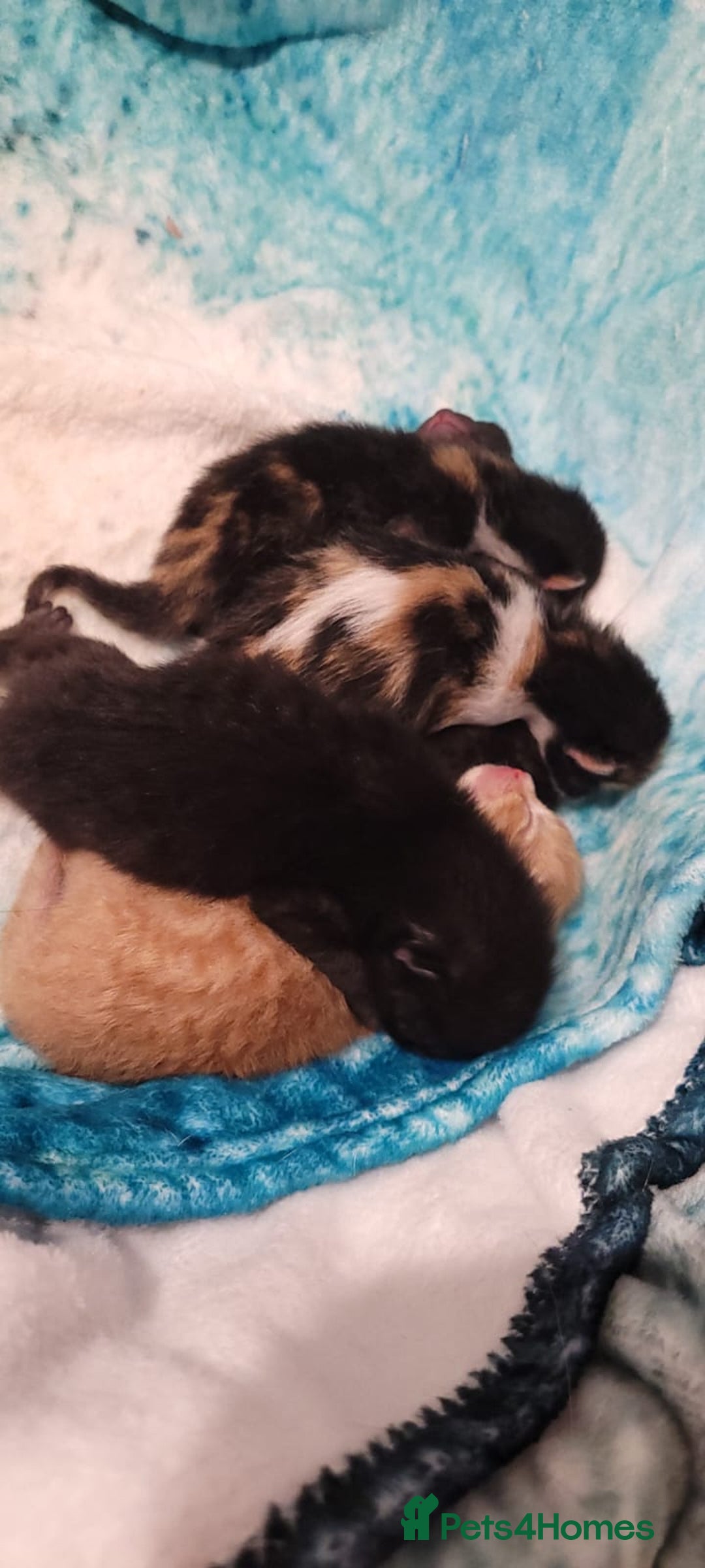 Mixed Breed cats for sale: Beautiful kittens needing loving homes - Image 6