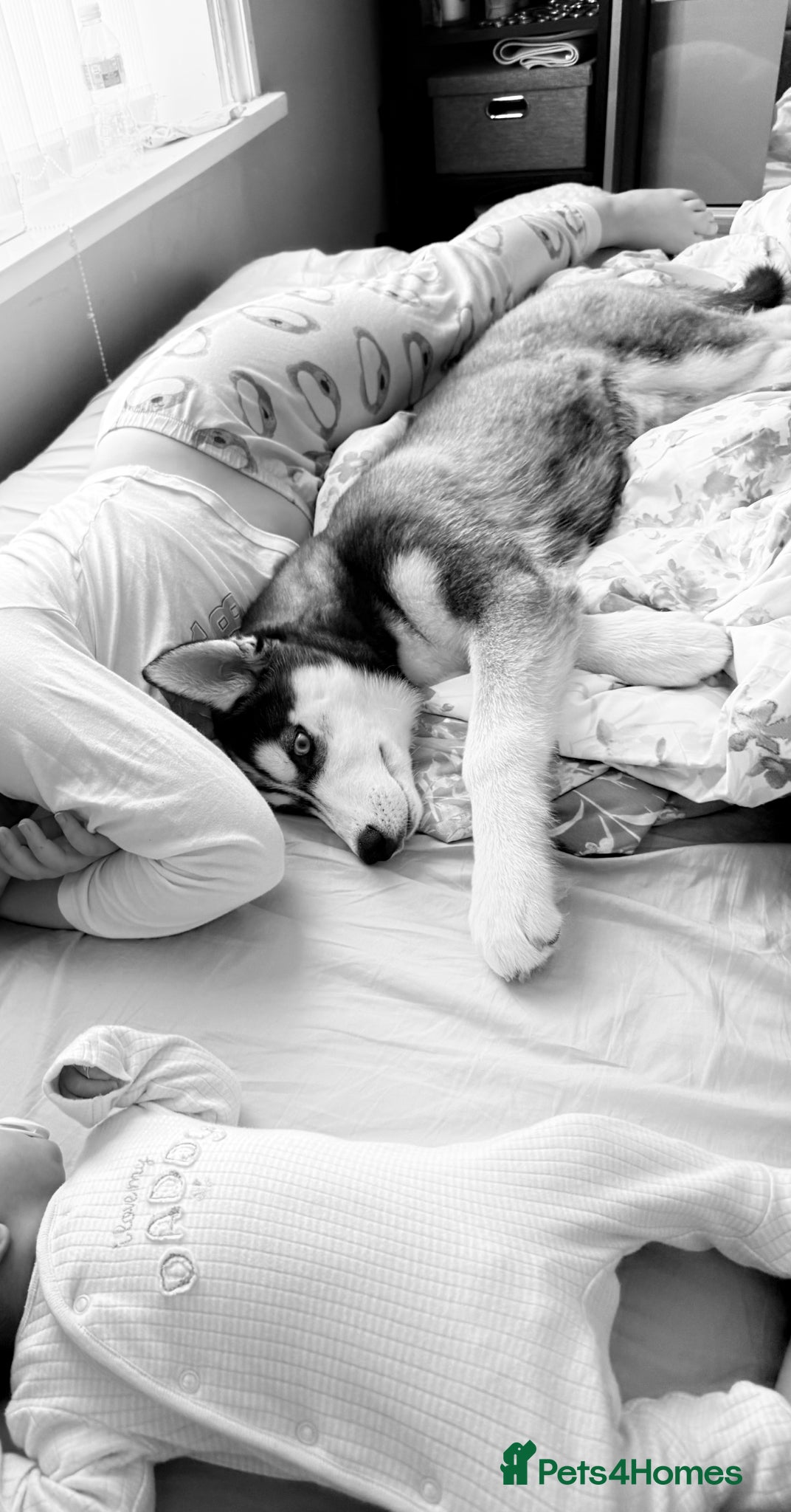 Siberian Husky dogs Hachi - Advert 2