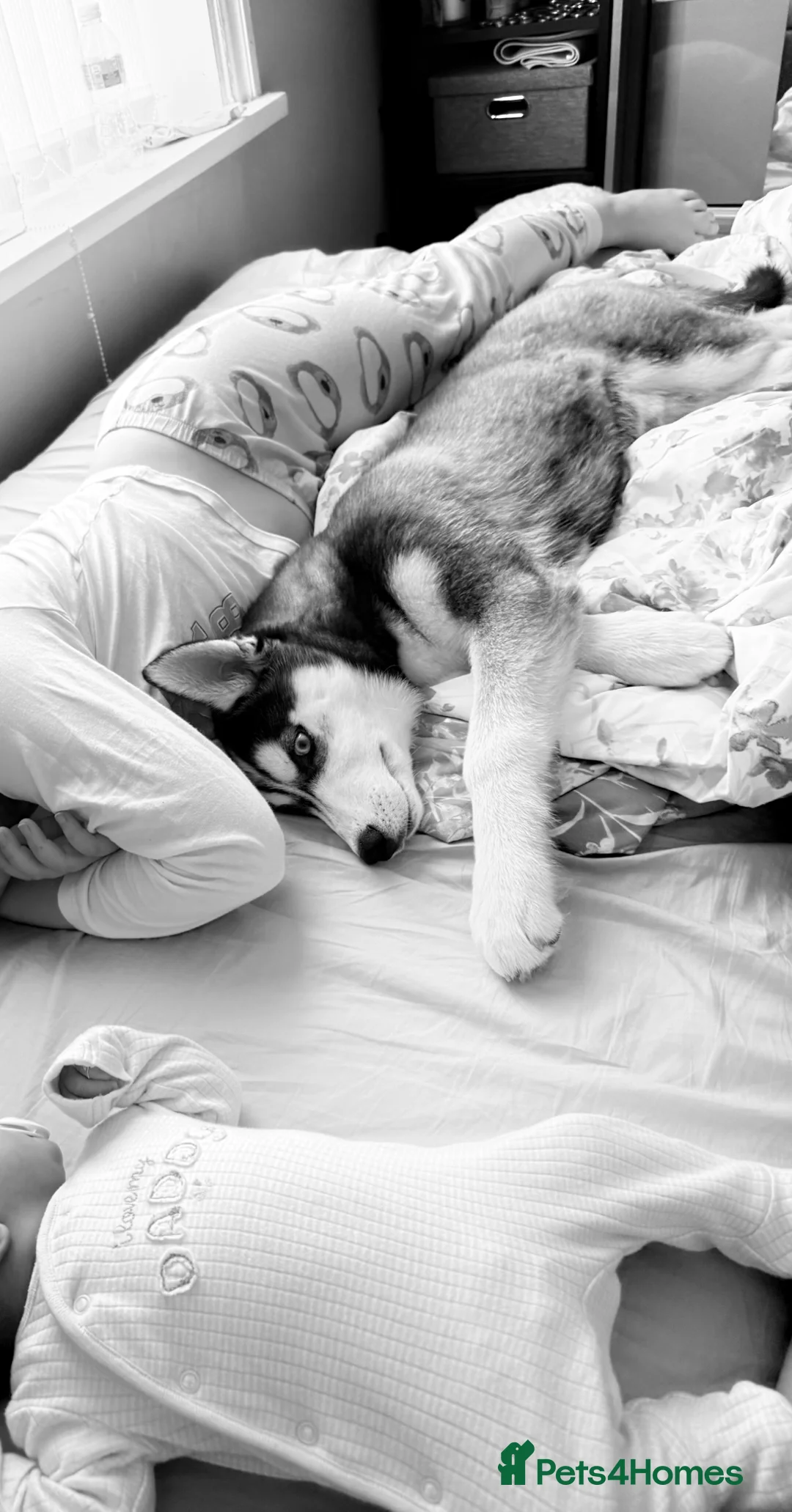 Siberian Husky dogs for sale: Hachi in Bradford - Advert 1