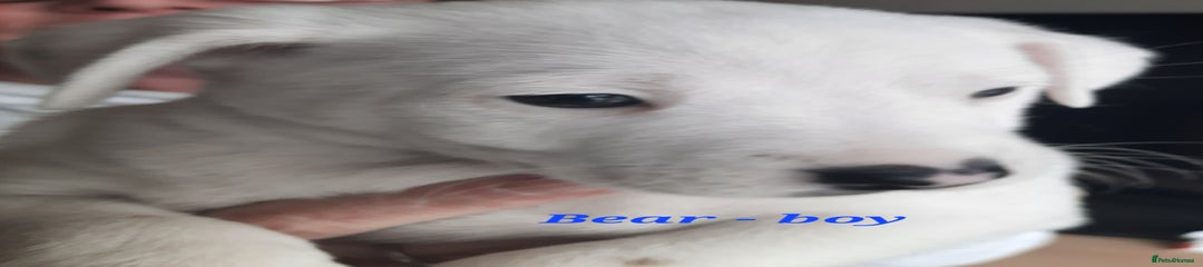 Jack Russell Puppy 1 - Bear Boy