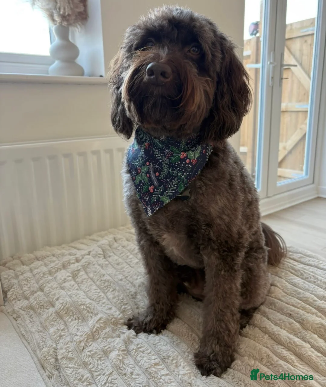 Cockapoo dogs for sale: 4 year old male cockapoo for adoption ❤️ - Advert 3