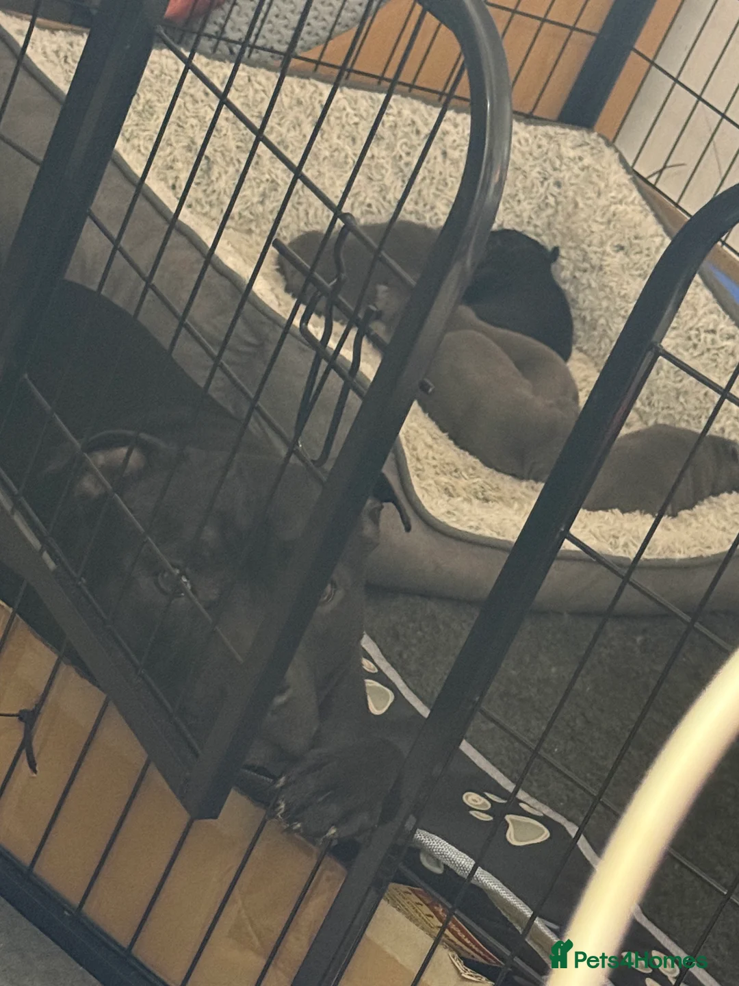 Staffordshire Bull Terrier dogs for sale: Pedigree Staffordshire bull terrier pups  - Advert 3