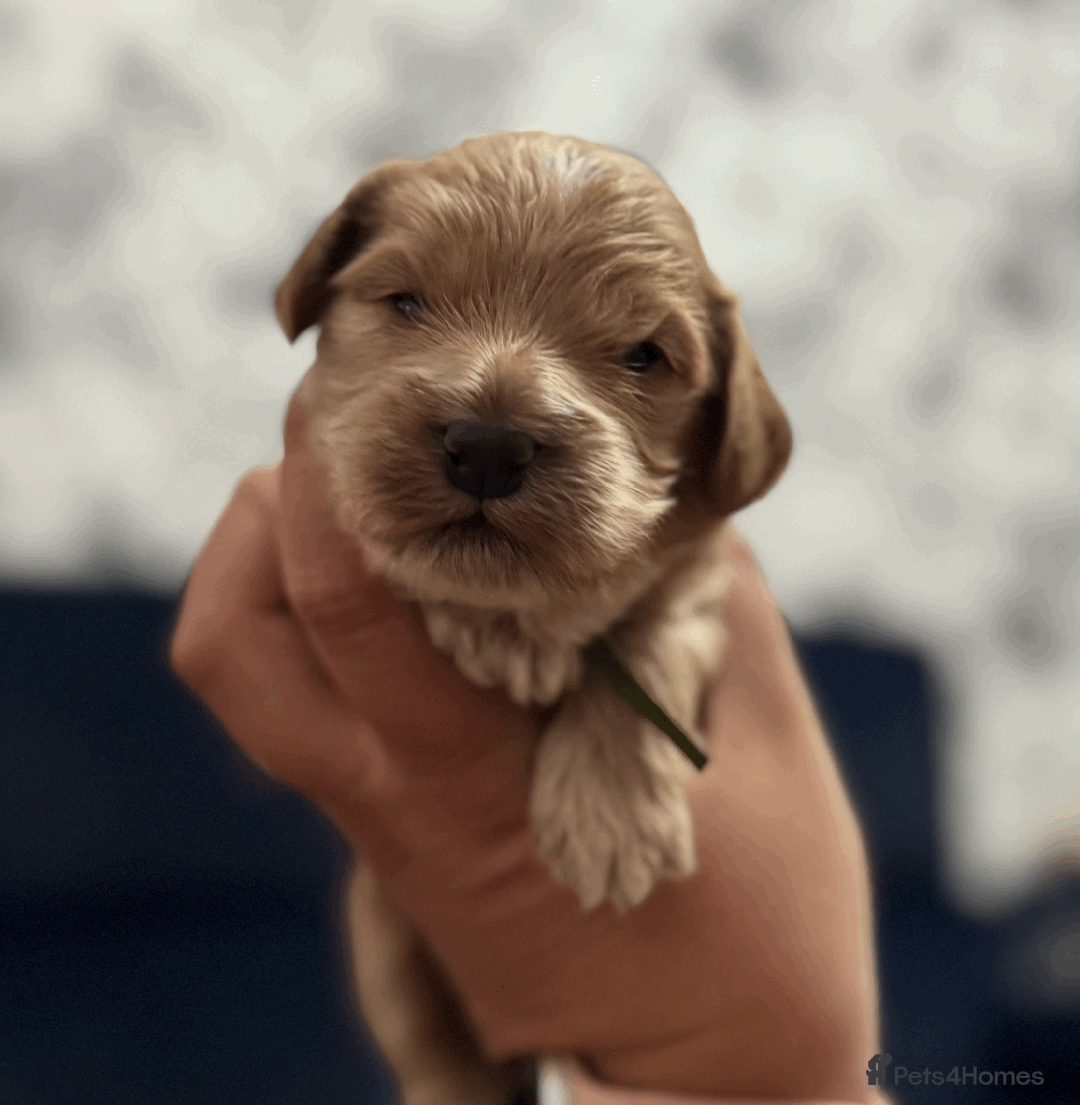Cockapoo dogs for sale: Mirabelle's Enchanting Pups ✨ - Image 11