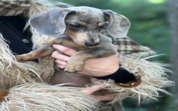 Miniature Dachshund dogs for sale: BLUE DAPPLE AND TAN BABY SAUSAGE AND HER MOTHER 💕 - Image 3
