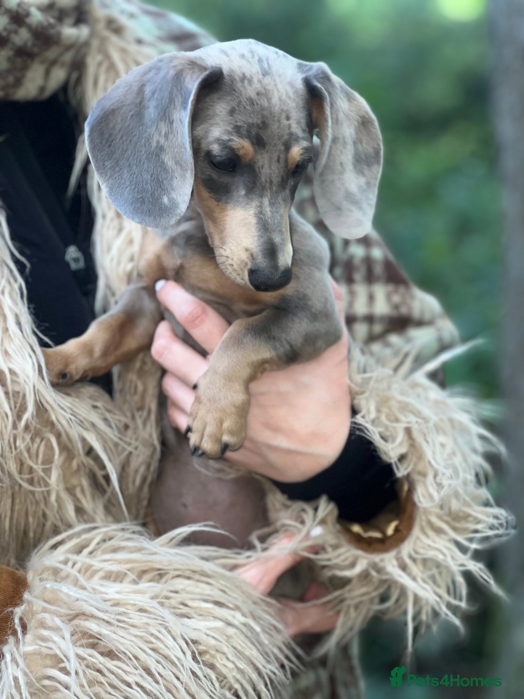 Miniature Dachshund dogs for sale: BLUE DAPPLE AND TAN BABY SAUSAGE AND HER MOTHER 💕 - Image 3