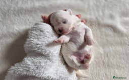 Maltese dogs for sale: Bichon Maltese - Image 14