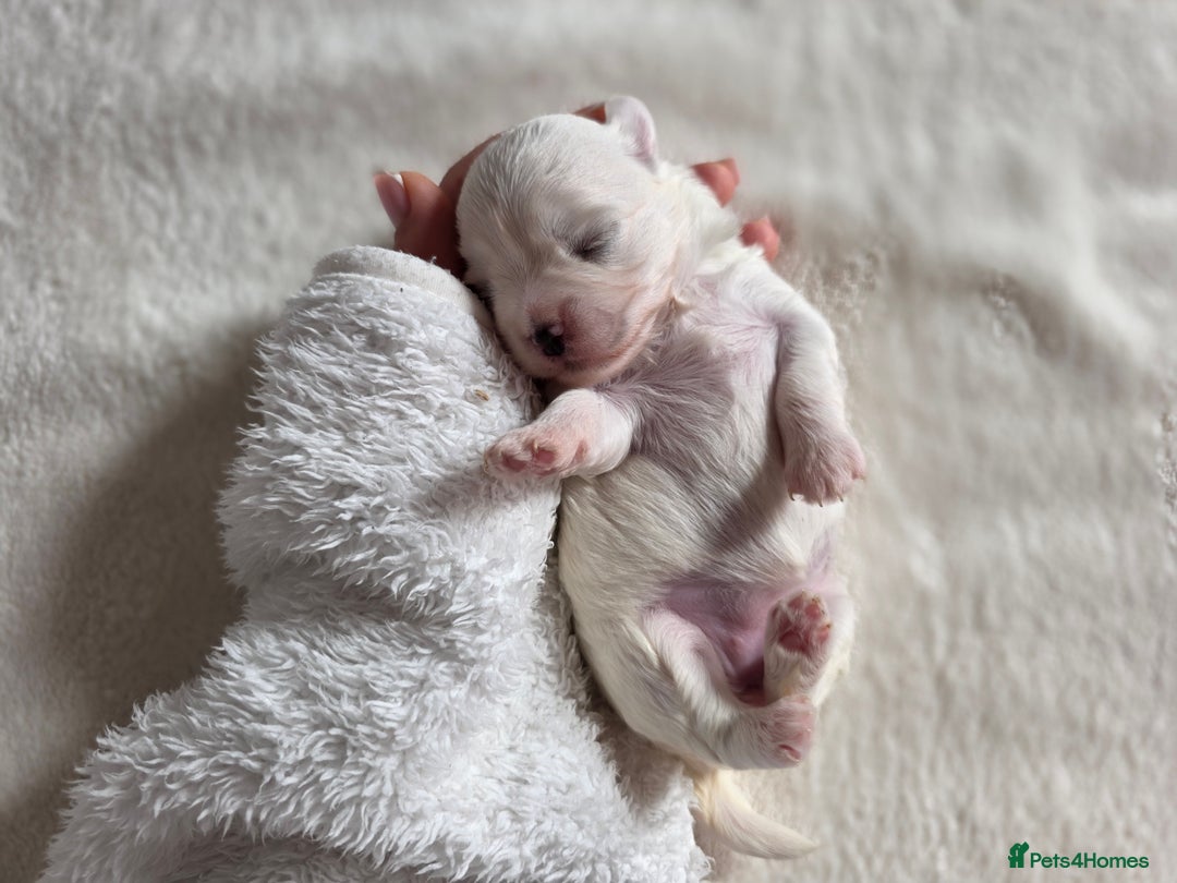 Maltese dogs for sale: Bichon Maltese - Image 14