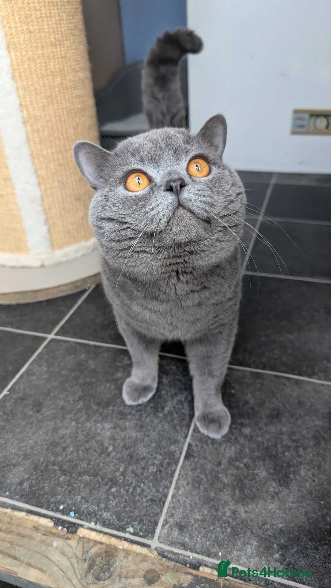 British Shorthair cats for stud: Bsh stud - Advert 1