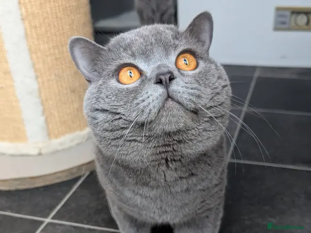 British Shorthair cats for stud: British shorthair stud - Advert 1
